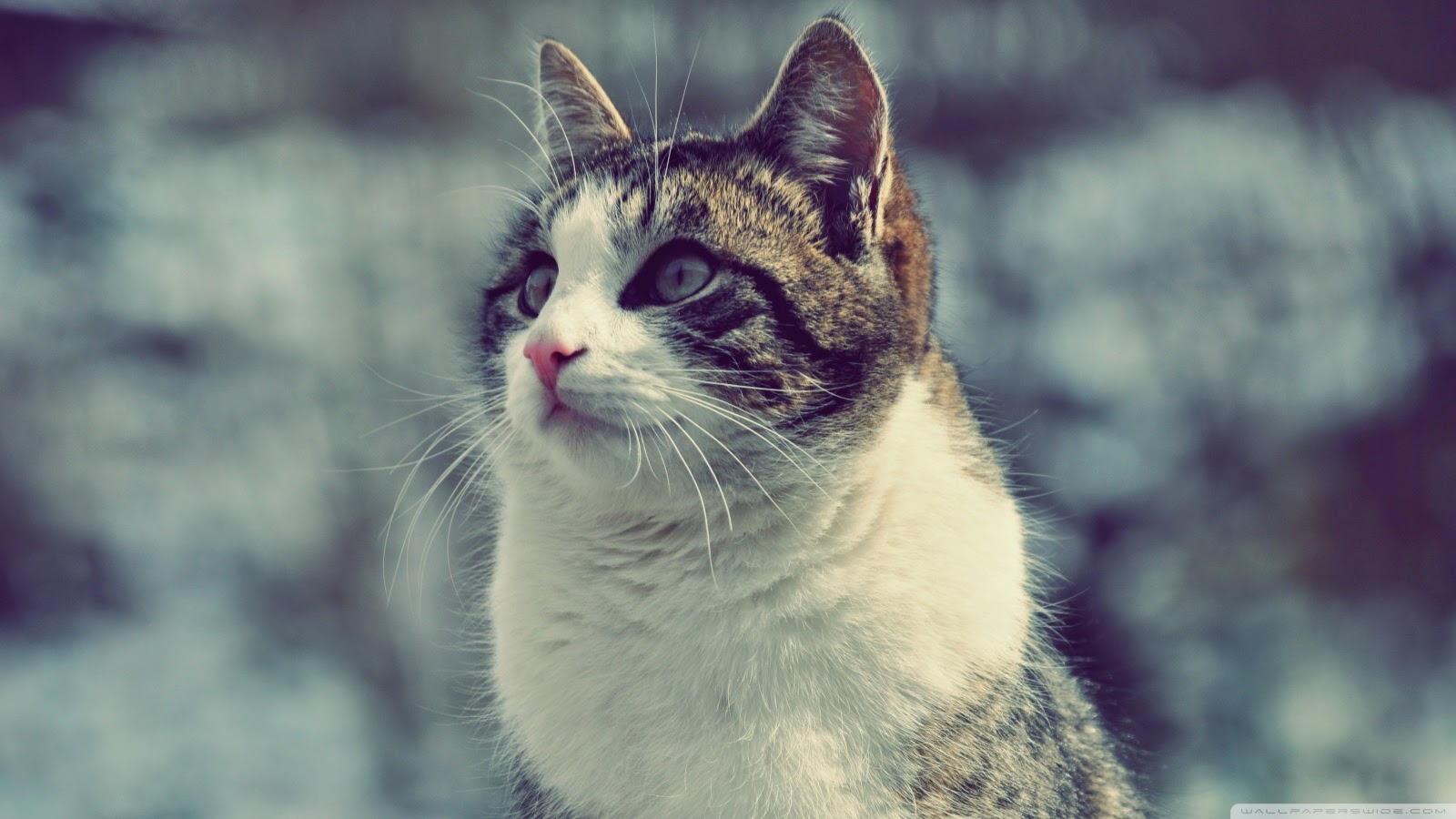 imagenes hd wallpaper,cat,whiskers,small to medium sized cats,felidae,aegean cat