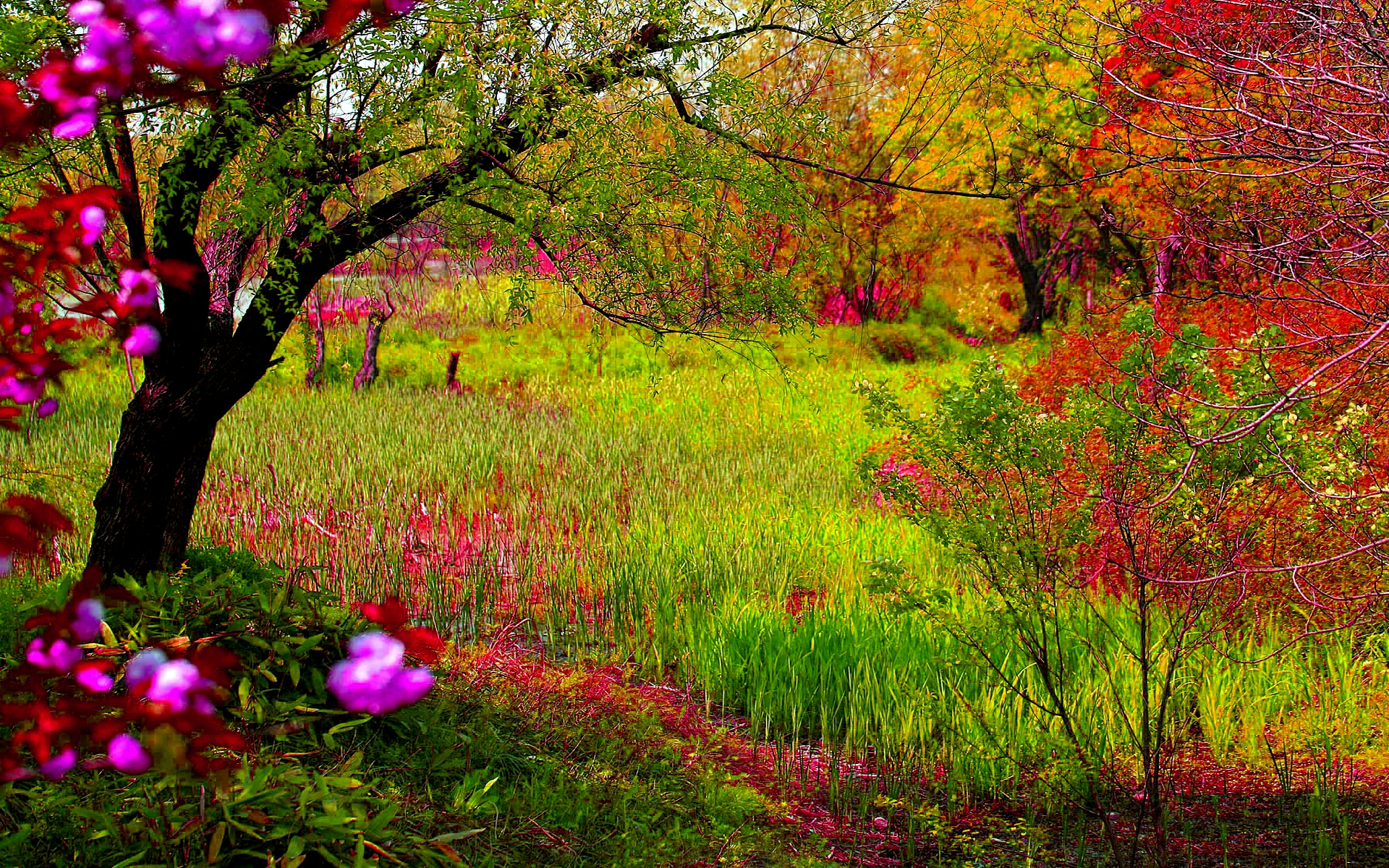 imagenes fond d'écran hd,paysage naturel,la nature,arbre,printemps,rouge