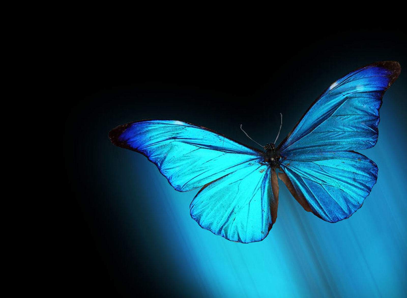 imagenes hd wallpaper,la farfalla,insetto,blu,falene e farfalle,natura