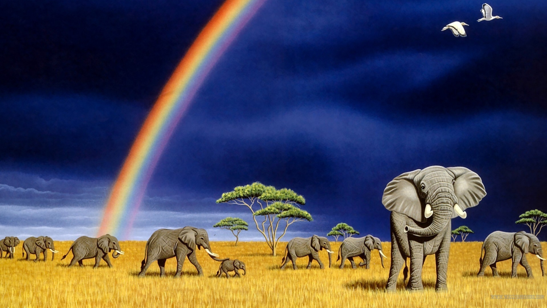 imagenes hd wallpaper,elefant,tierwelt,landtier,wiese,elefanten und mammuts