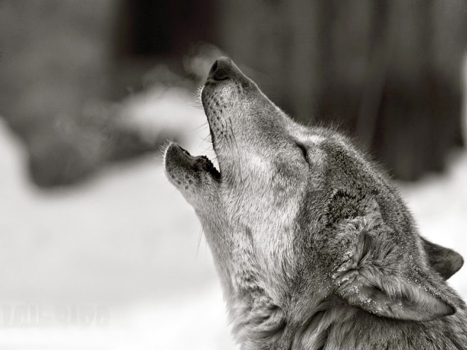 imagenes hd wallpaper,black and white,black,facial expression,canidae,snout