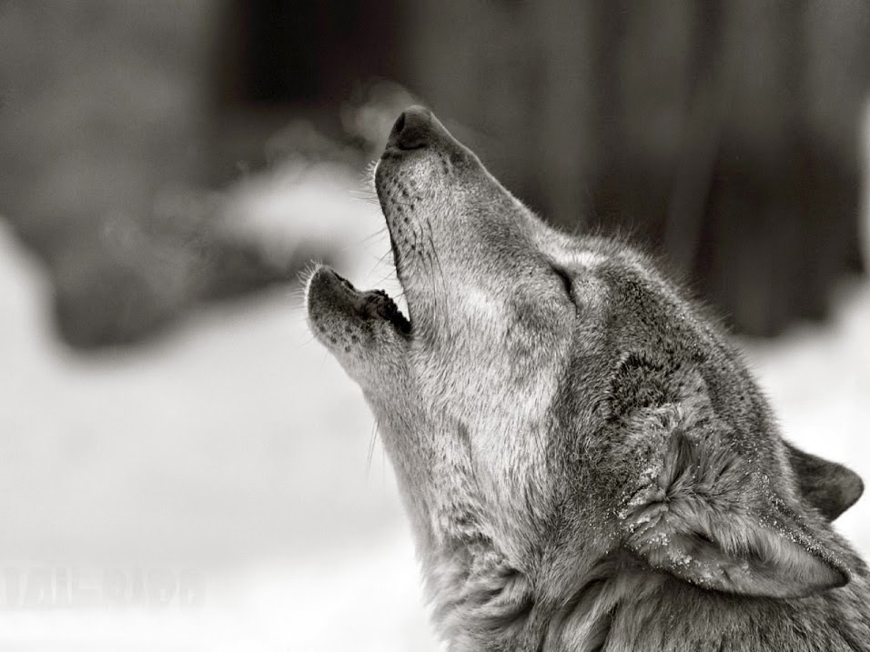 imagenes fond d'écran hd,noir et blanc,noir,museau,faune,monochrome