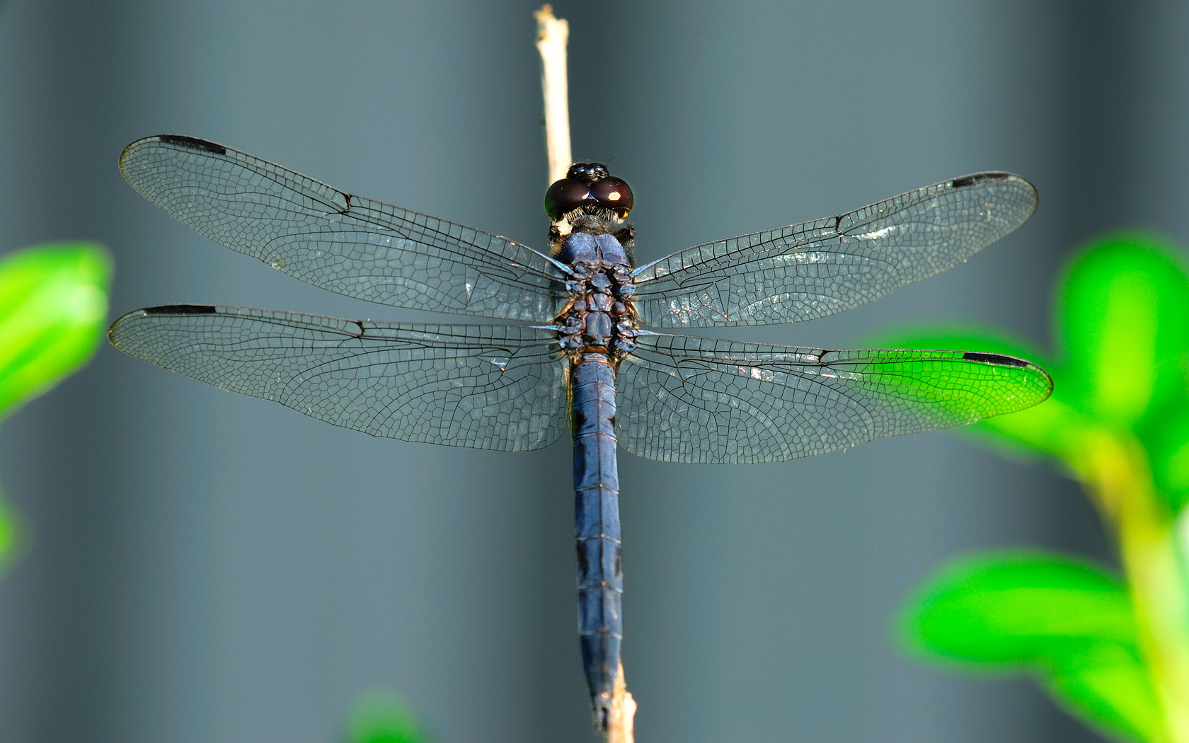 imagenes hd wallpaper,dragonfly,insect,dragonflies and damseflies,damselfly,net winged insects