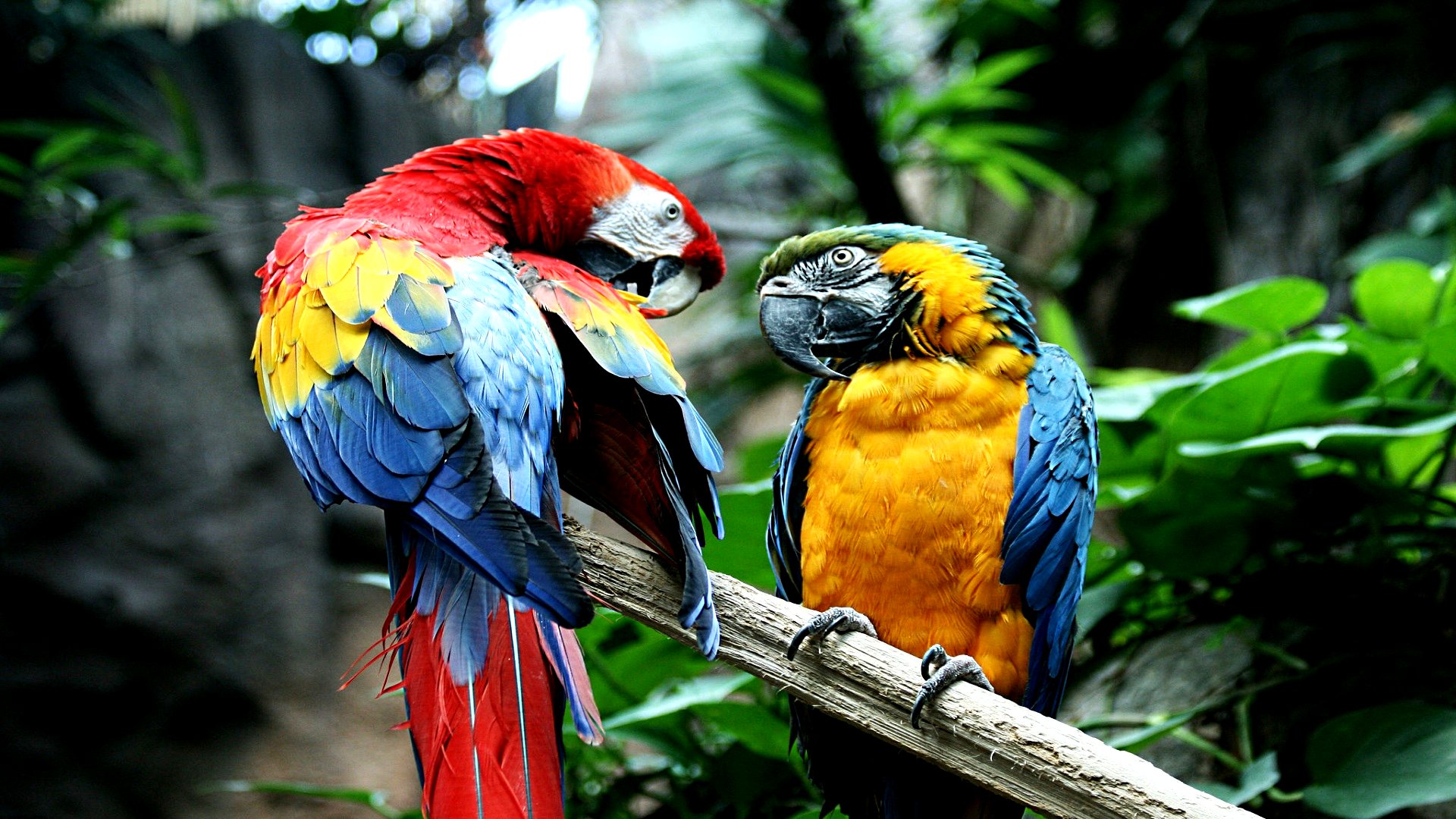 imagenes hd wallpaper,macaw,bird,vertebrate,parrot,beak