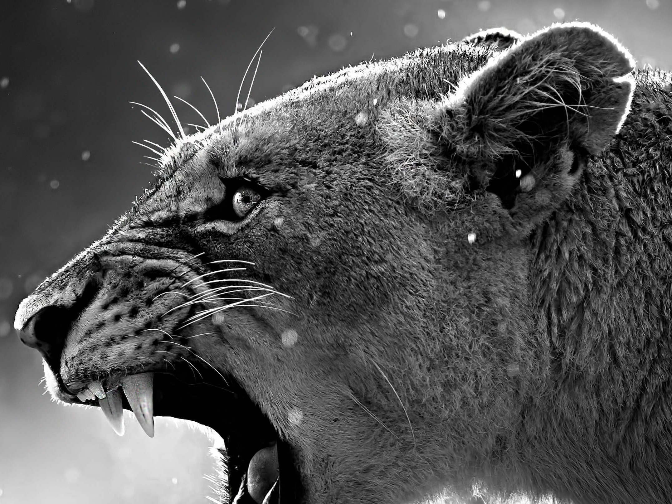 imagenes hd wallpaper,vertebrate,wildlife,roar,felidae,facial expression