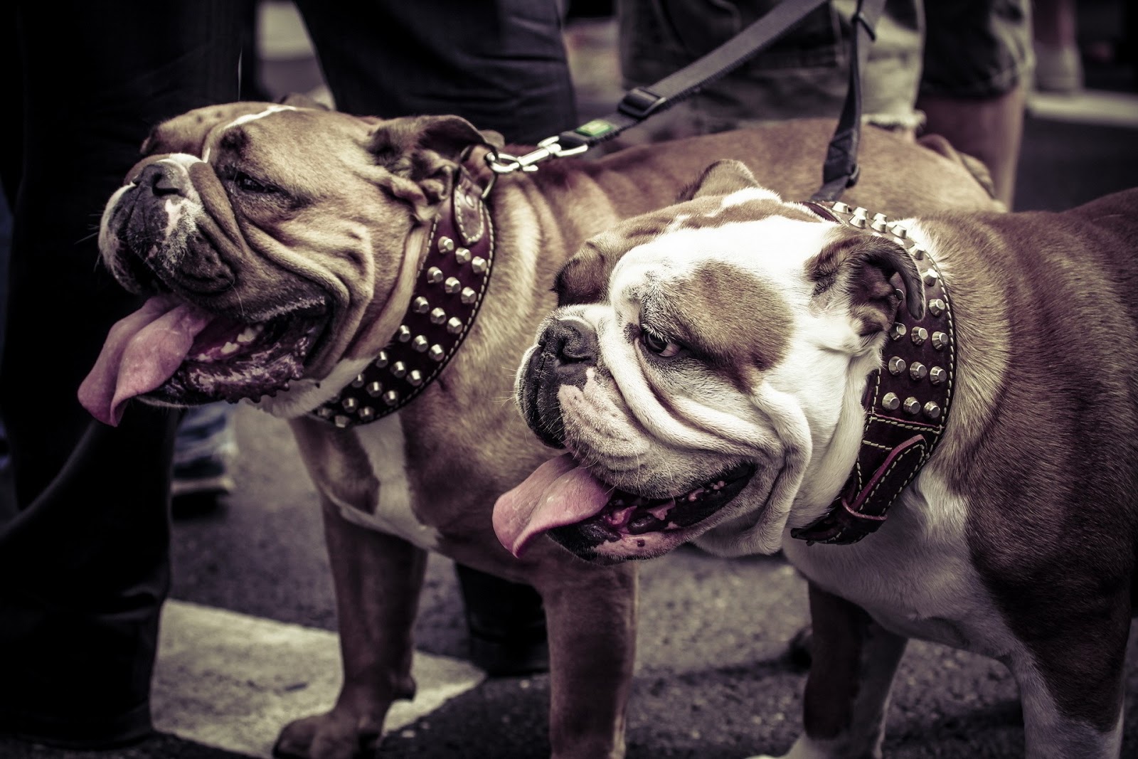 imagenes hd wallpaper,cane,bulldog,bulldog britannici,vecchio bulldog inglese,bulldogge inglese antico