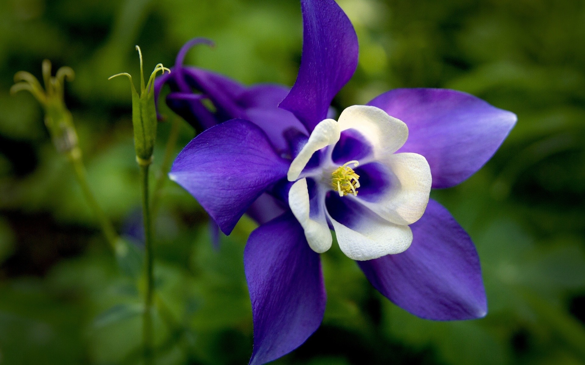 imagenes hd wallpaper,flower,flowering plant,plant,petal,colorado blue columbine