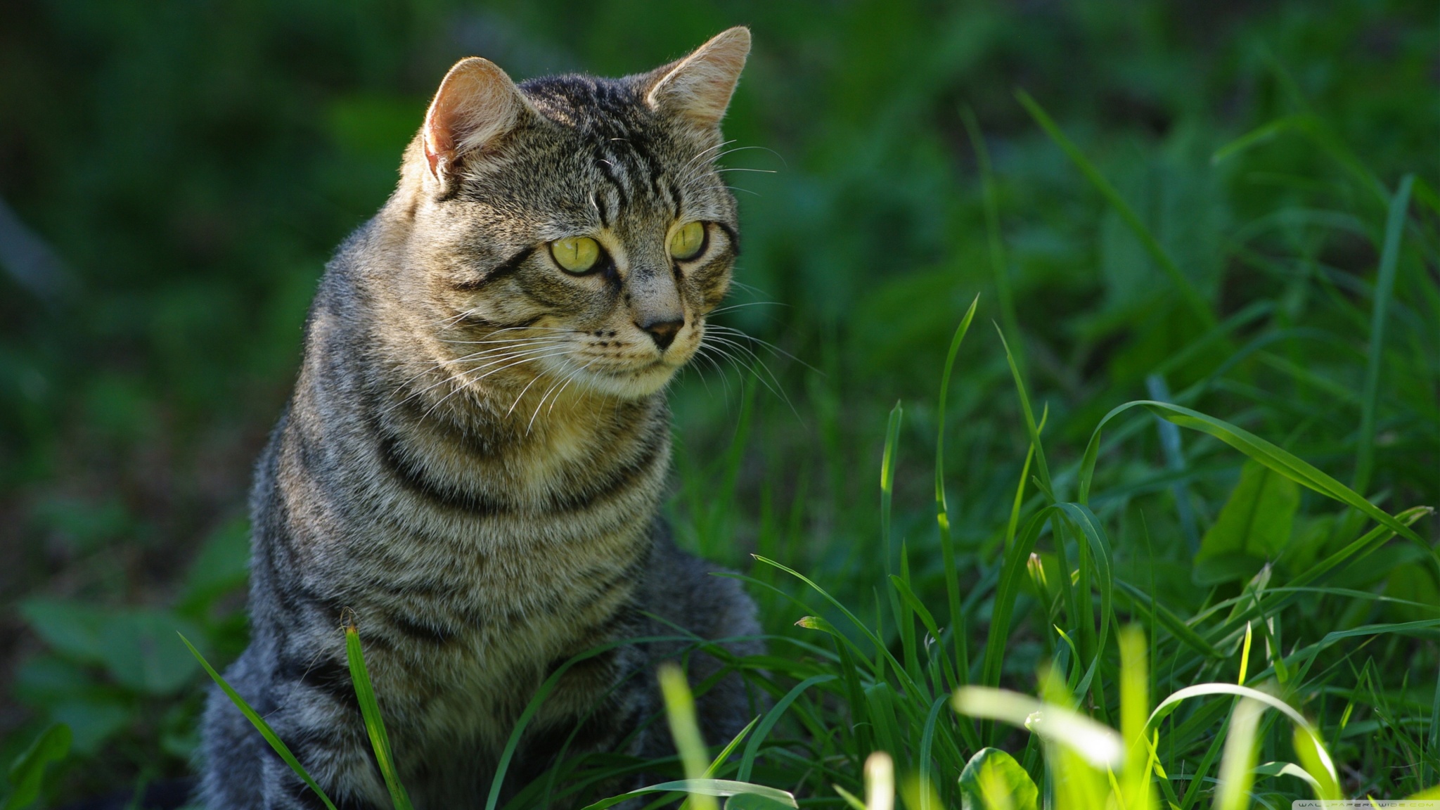 imagenes hd wallpaper,cat,whiskers,small to medium sized cats,felidae,tabby cat