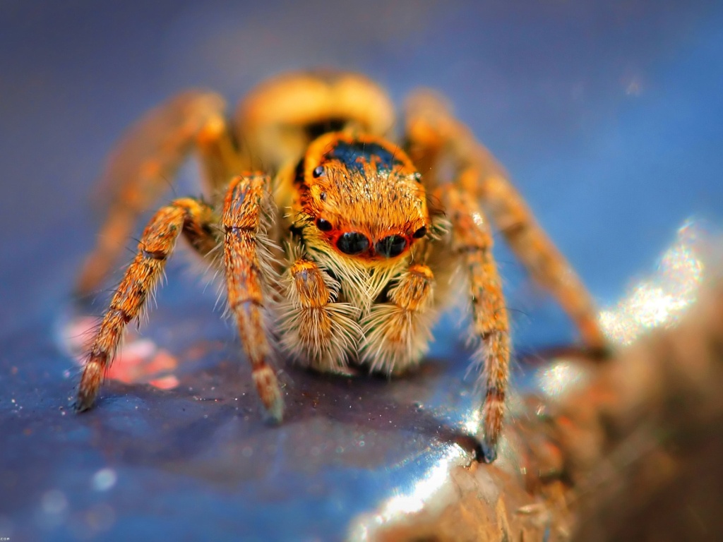 imagenes hd wallpaper,spider,macro photography,araneus cavaticus,invertebrate,insect
