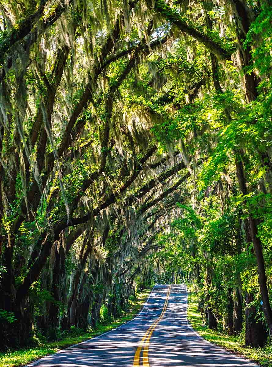 imagenes hd壁紙,木,自然の風景,自然,道路,森林