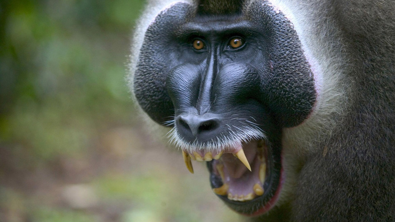 imagenes hd wallpaper,vertebrate,drill,mammal,mandrill,primate