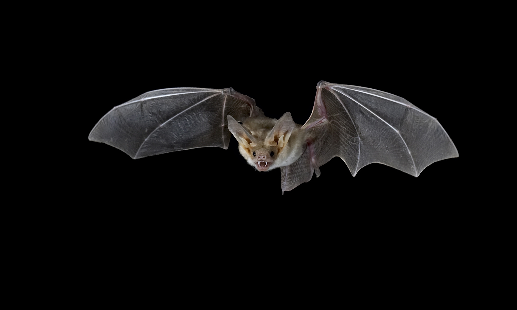 led zeppelin wallpaper,bat,vampire bat,little brown myotis,big brown bat,mouse eared bat