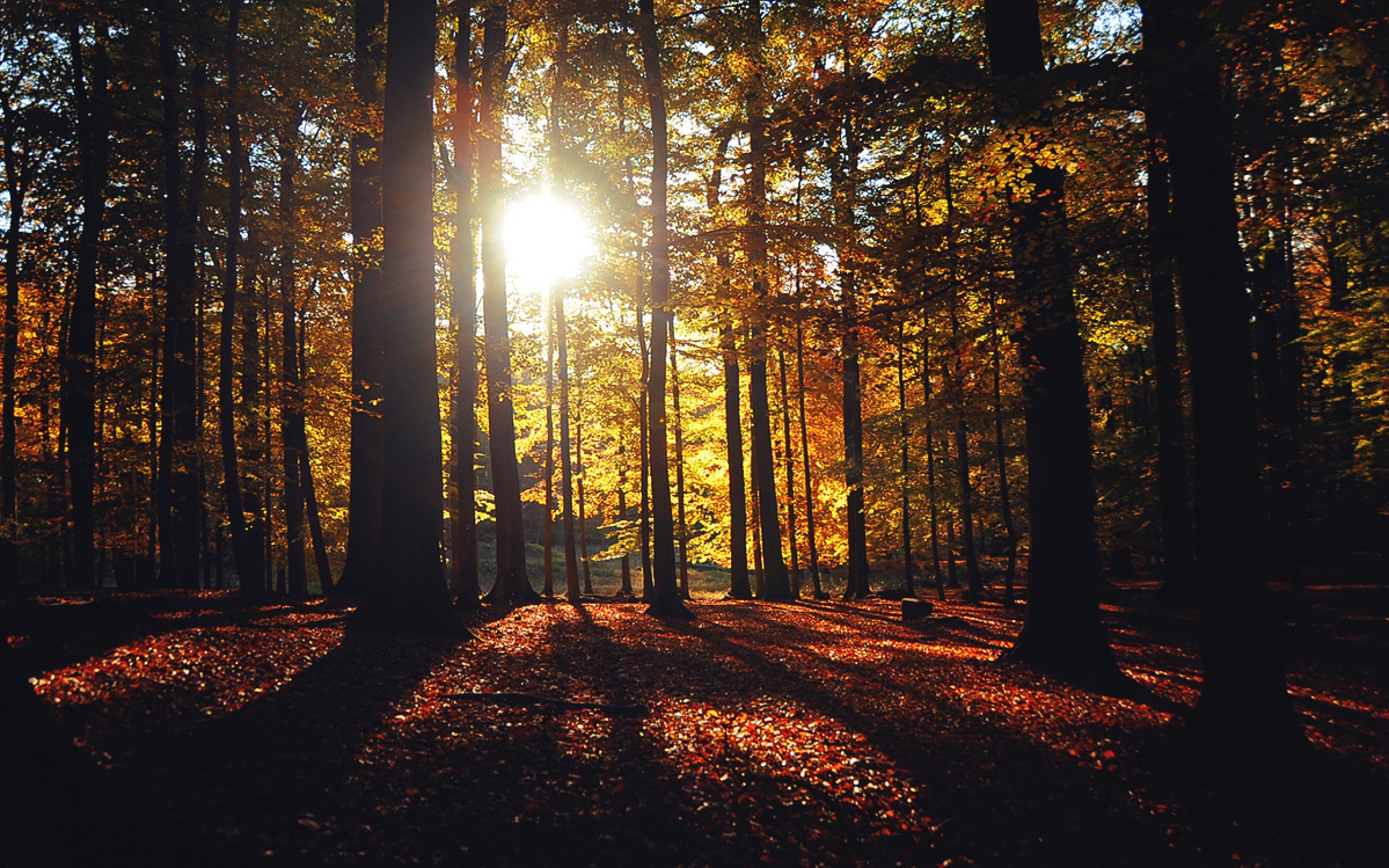 imagenes tapeten,baum,natur,natürliche landschaft,wald,sonnenlicht