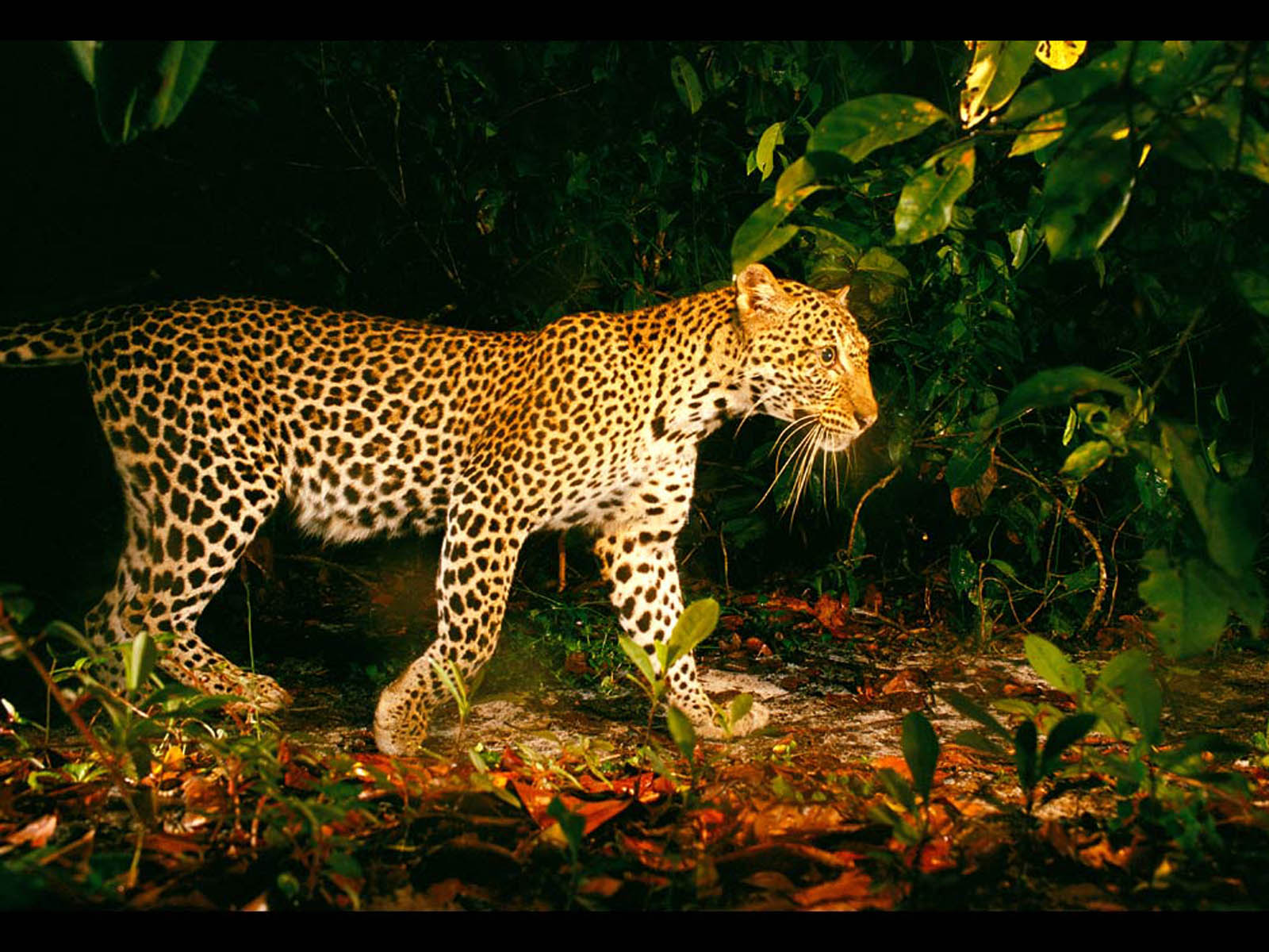 fonds d'écran imagenes,animal terrestre,faune,jaguar,léopard,félidés