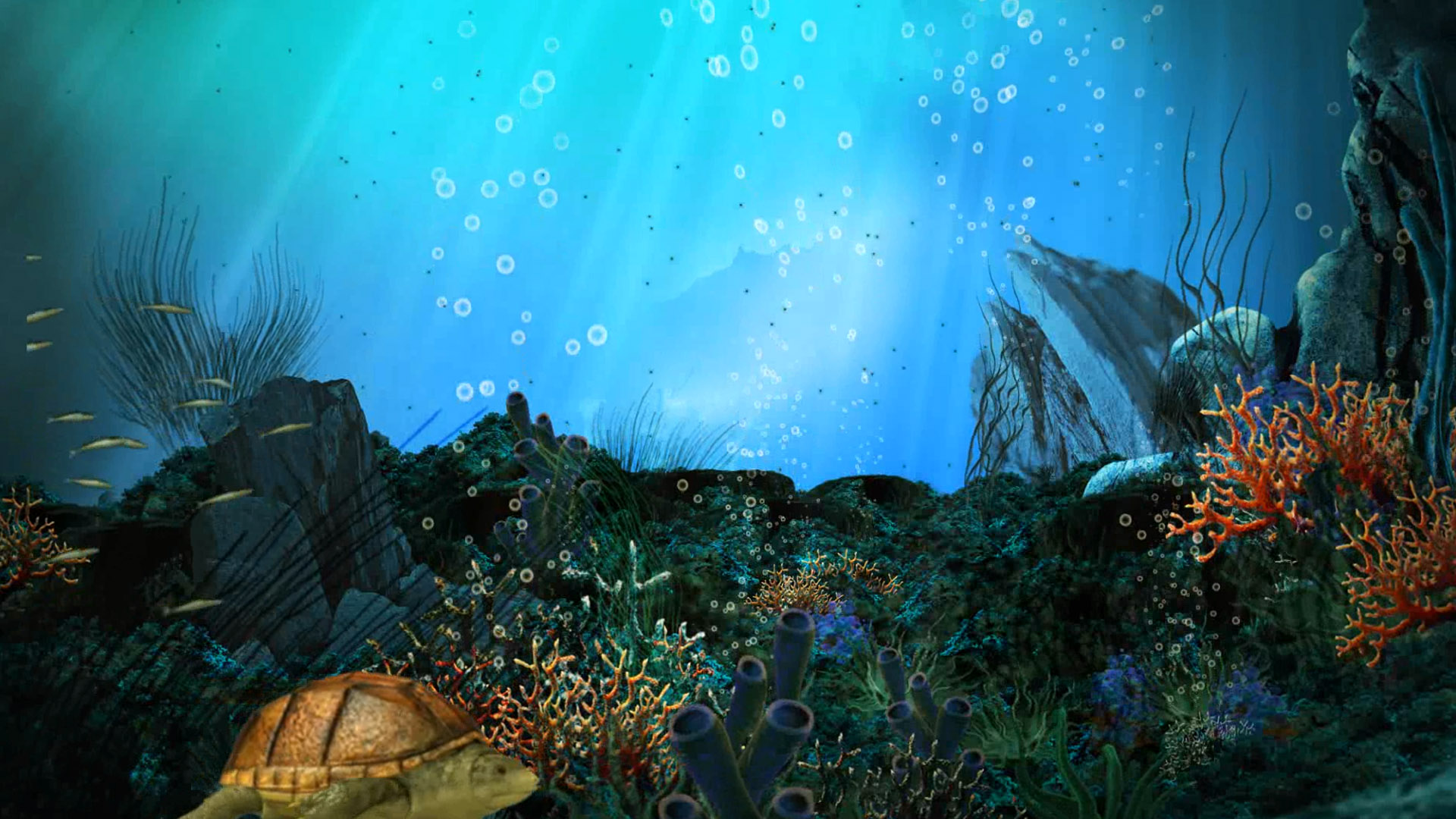 fondo de pantalla en movimiento,naturaleza,biología marina,submarino,cielo,arrecife