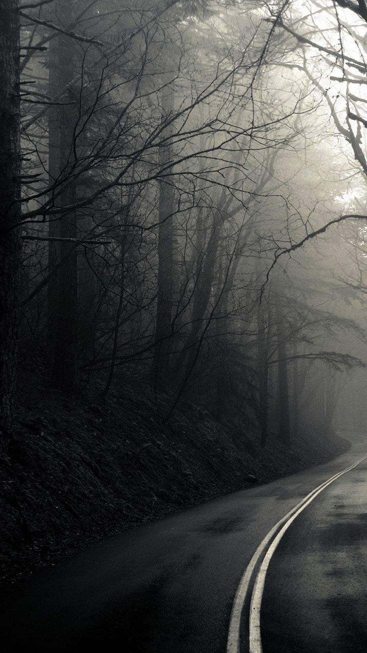 sfondi scuri per cellulari,natura,paesaggio naturale,albero,cielo,nebbia