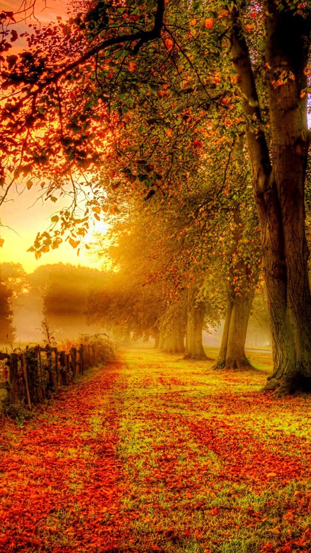 fondo de pantalla de 1136x640,paisaje natural,naturaleza,árbol,otoño,hoja