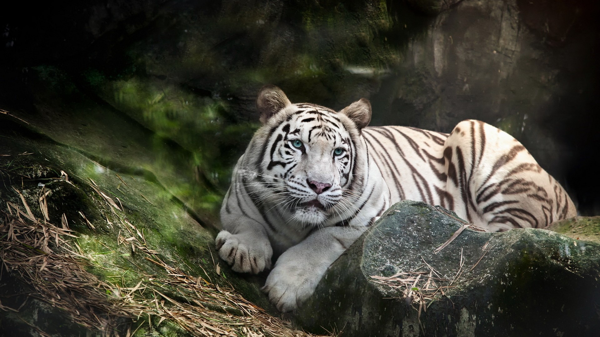 tapete blanco,tiger,tierwelt,landtier,bengalischer tiger,felidae