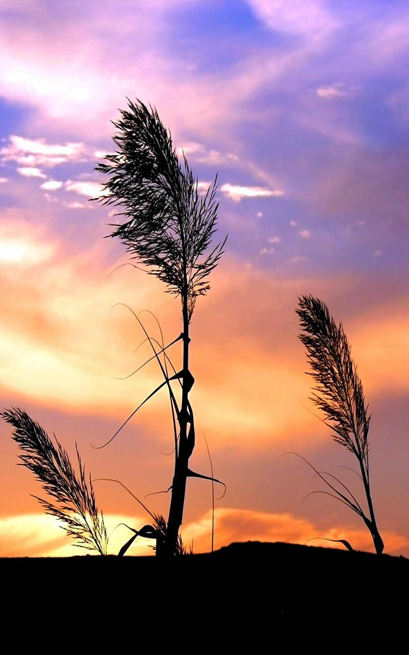 nature wallpaper for android,sky,nature,tree,natural landscape,sunset