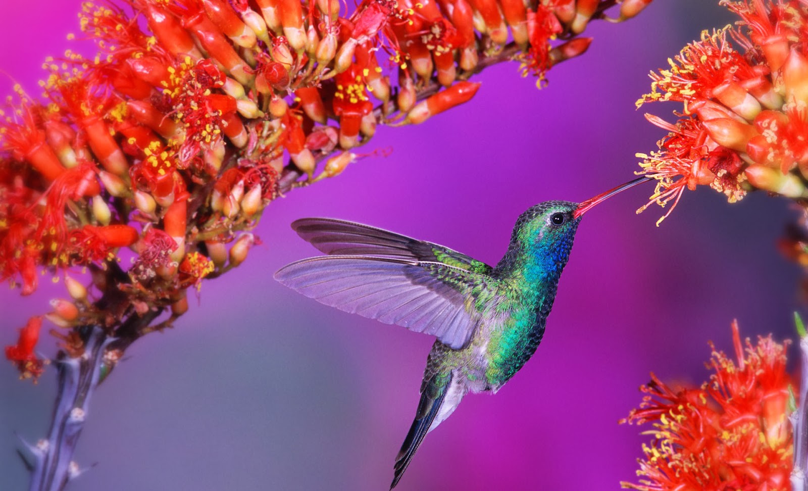 nuovi bellissimi sfondi,colibrì,uccello,pianta,rufous colibrì,fiore