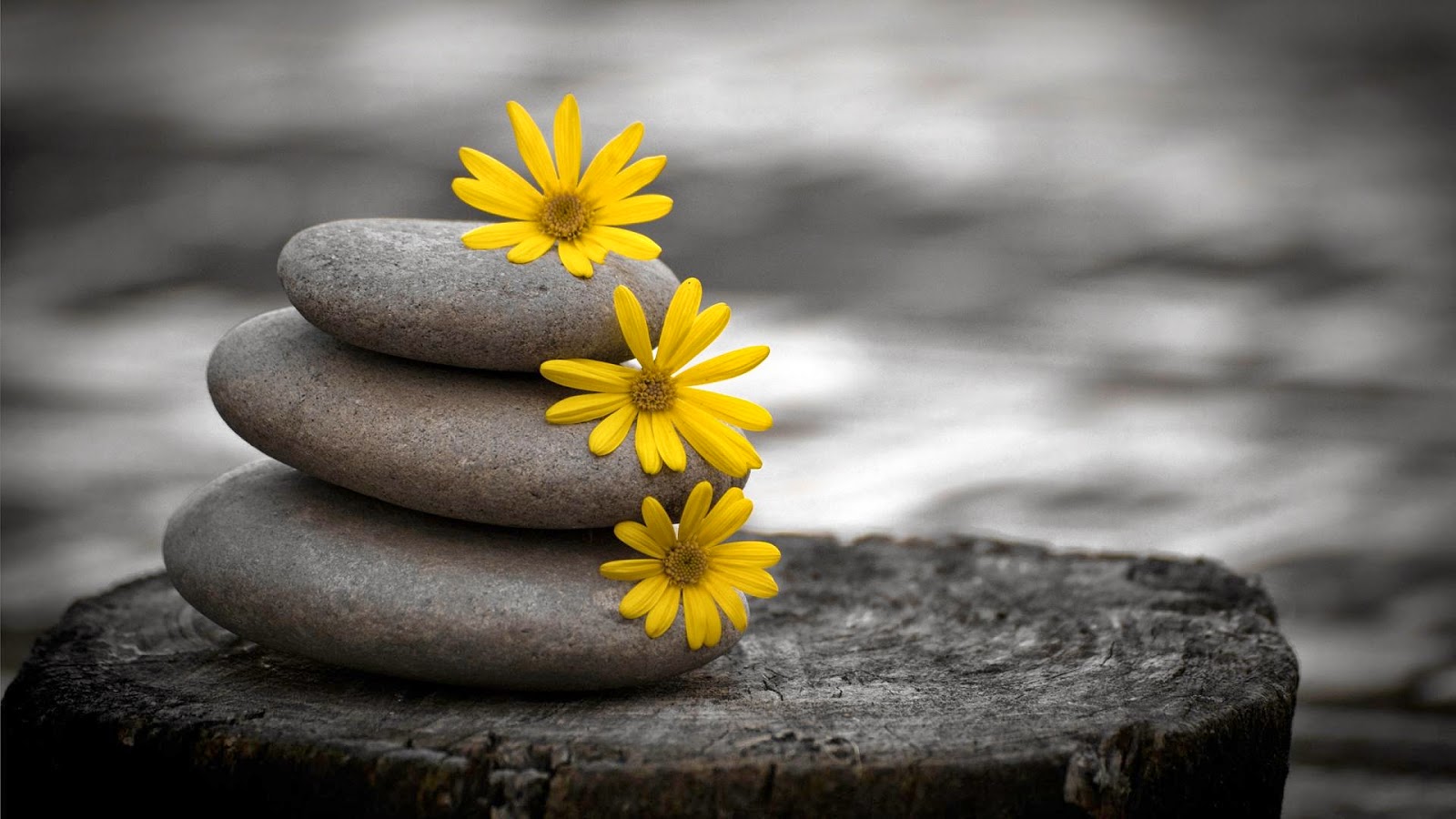 nouveaux beaux fonds d'écran,la nature,jaune,fleur,photographie de nature morte,plante