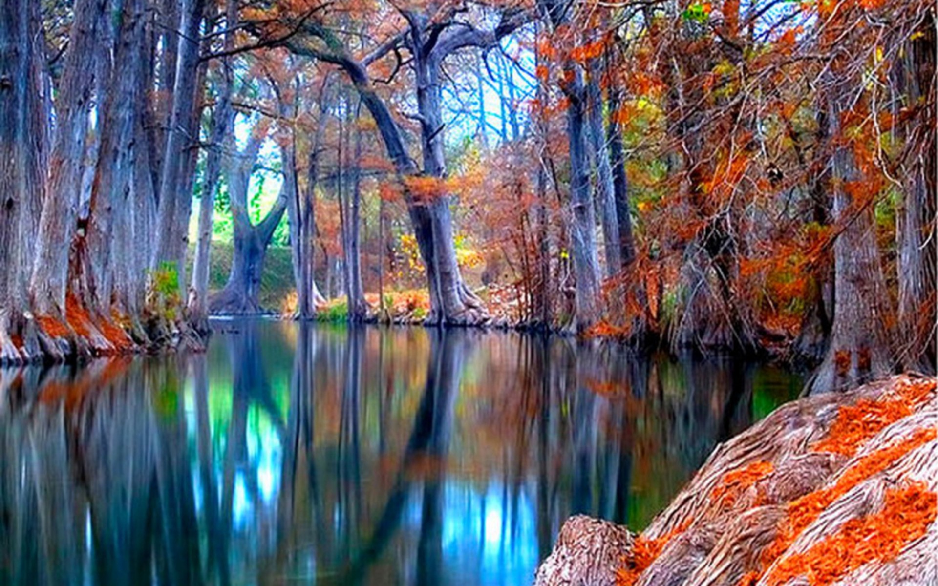 fond d'écran nature,paysage naturel,la nature,arbre,réflexion,feuille