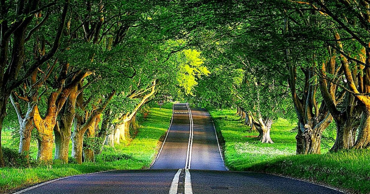 自然ライブ壁紙,自然の風景,木,自然,緑,道路