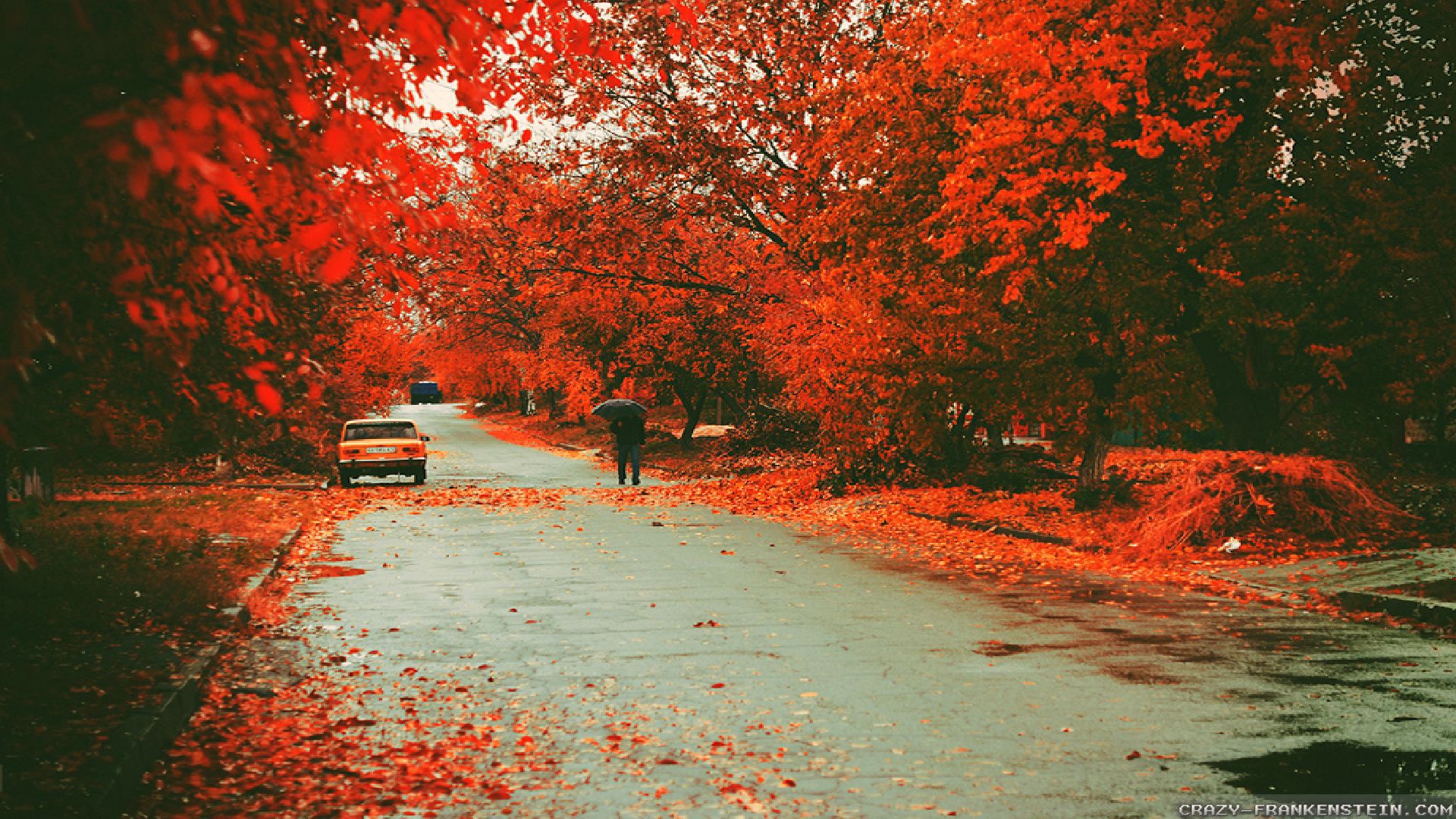 美しい壁紙の写真,赤,自然,葉,木,秋