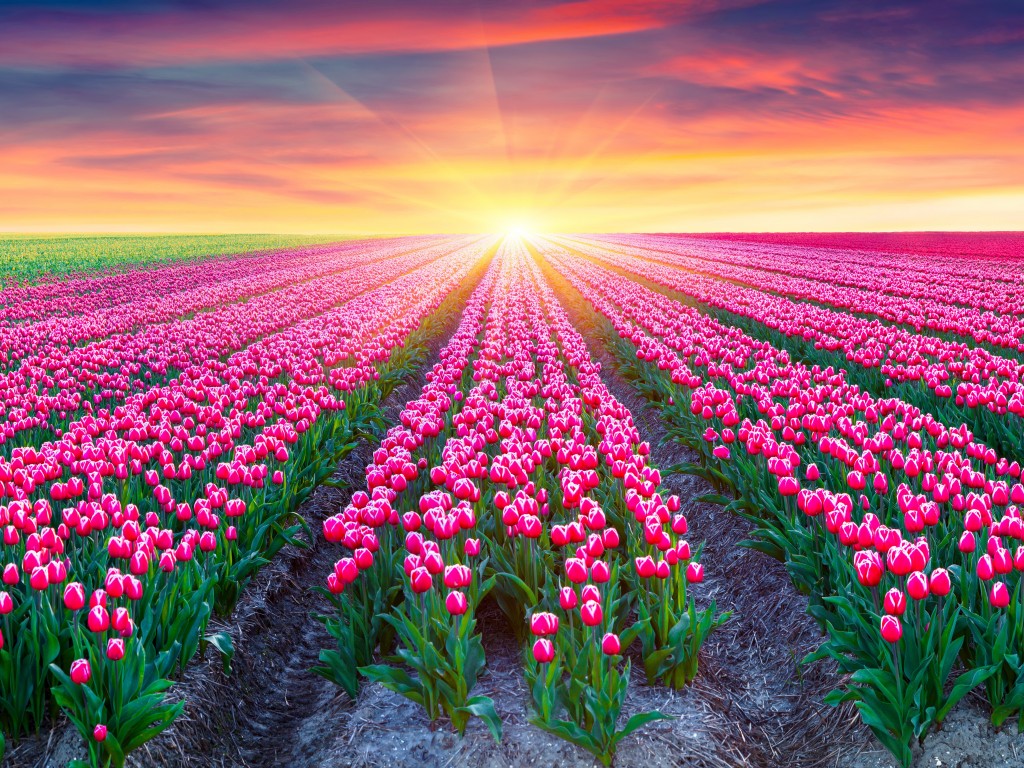 美しい壁紙の写真,花,空,フィールド,工場,自然の風景