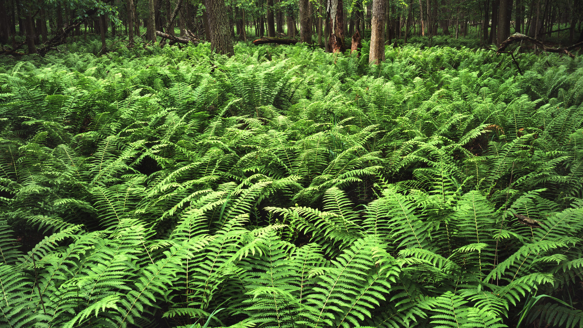 beautiful wallpaper photos,ferns and horsetails,vegetation,terrestrial plant,plant,vascular plant