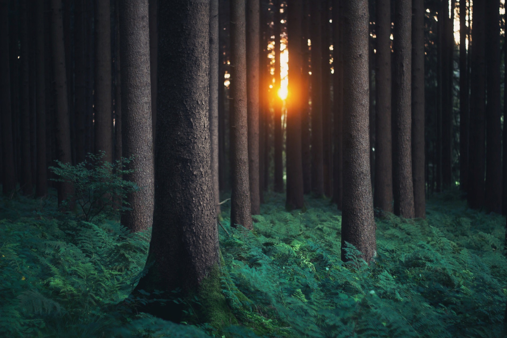 carta da parati fotografica,foresta,natura,albero,verde,bosco di abeti rossi