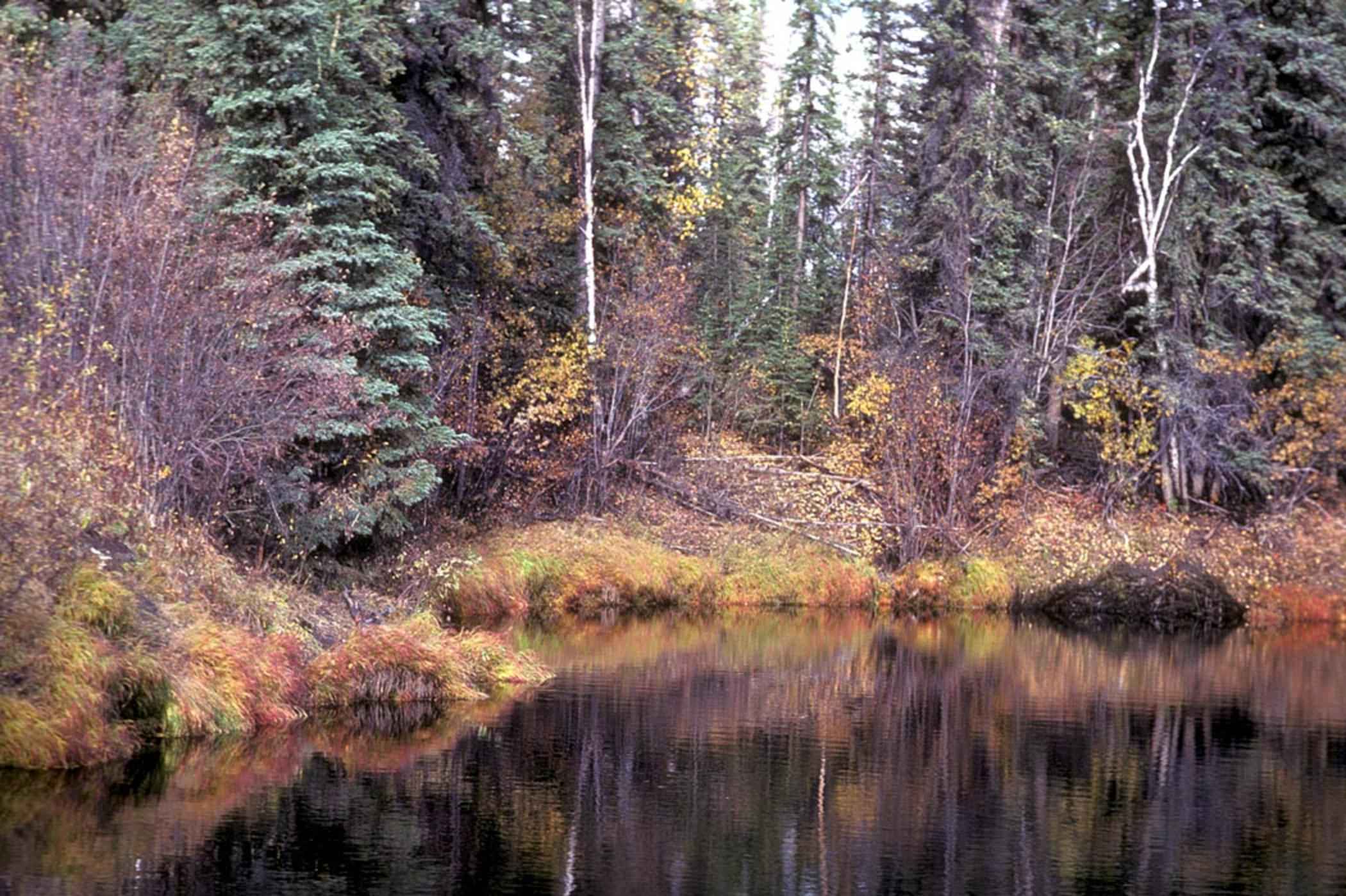 hermosas fotos de fondo de pantalla,paisaje natural,naturaleza,árbol,bosque,reflexión