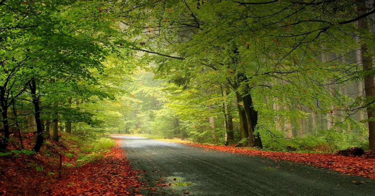 belle foto di sfondo,paesaggio naturale,natura,albero,foresta,verde