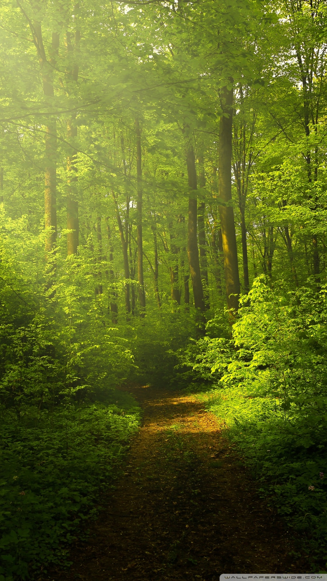 自然写真の壁紙,自然の風景,自然,森林,緑,木