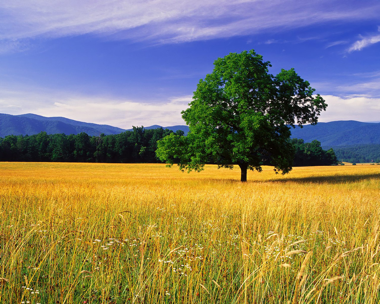 naturfoto tapete,natürliche landschaft,wiese,natur,feld,wiese