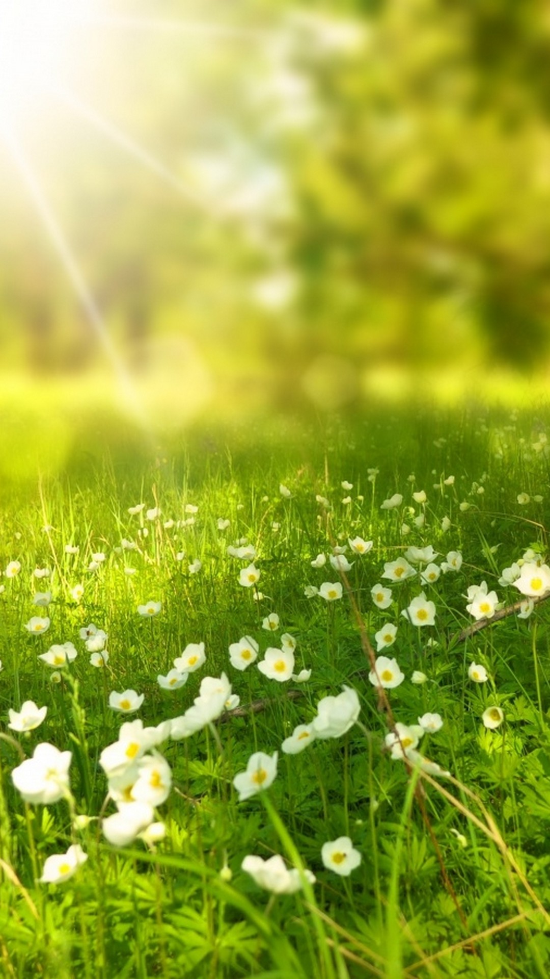 美しい壁紙の写真,自然,自然の風景,花,牧草地,緑