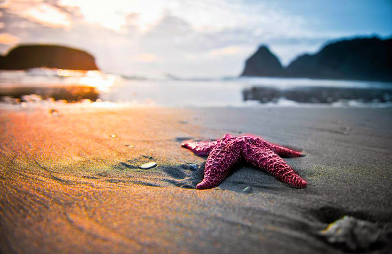 hermosas fotos de fondo de pantalla,estrella de mar,mar,cielo,invertebrados marinos,oceano