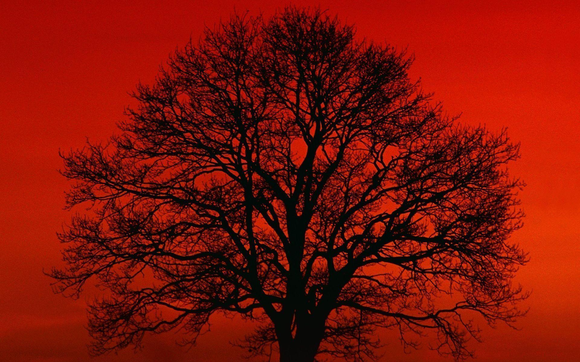 자연 사진 벽지,나무,하늘,빨간,자연,아침에 붉은 하늘