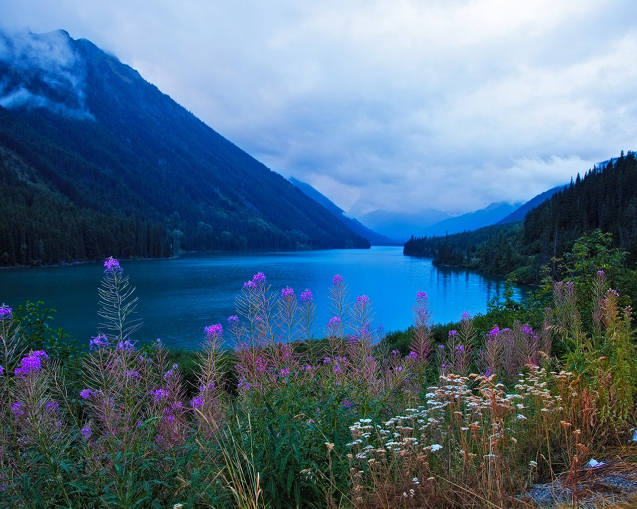 hermosas fotos de fondo de pantalla,paisaje natural,naturaleza,montaña,lago,flor silvestre
