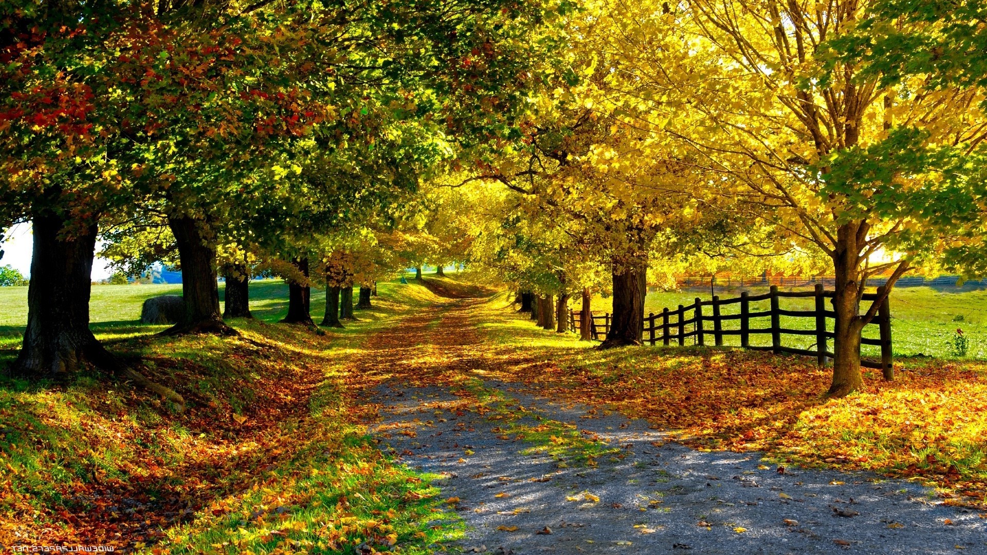 carta da parati fotografica natura,paesaggio naturale,albero,natura,foglia,autunno
