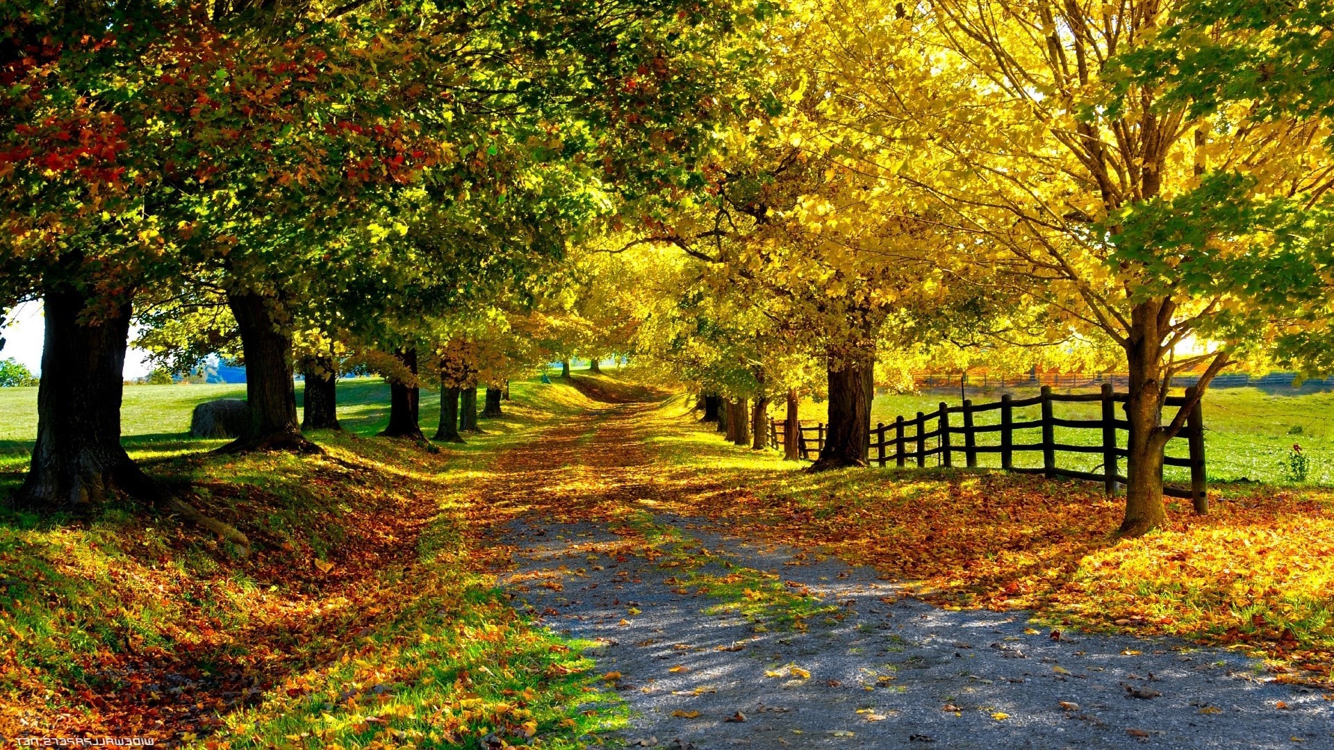 naturfoto tapete,natürliche landschaft,baum,natur,blatt,herbst