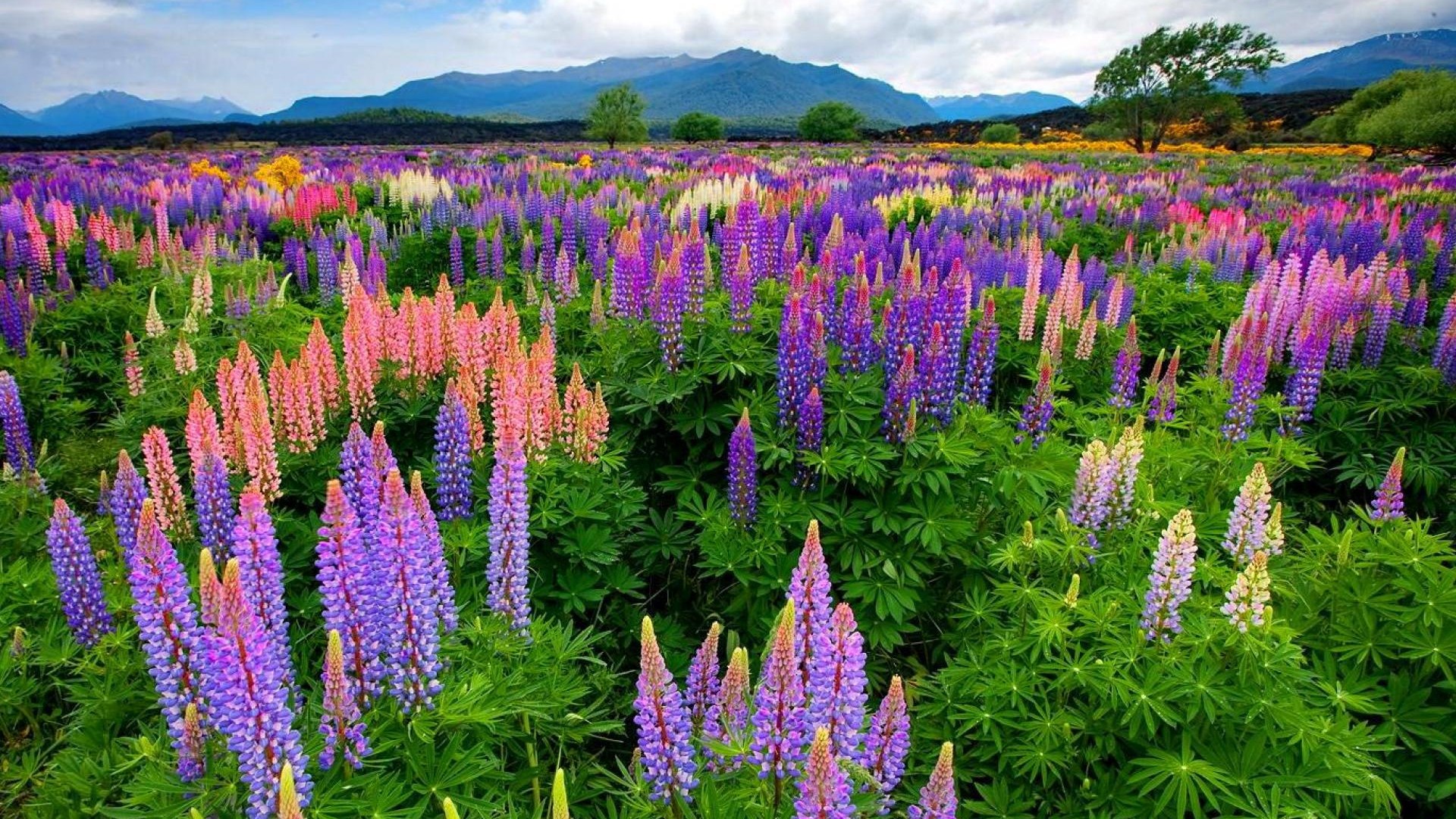 schöne tapetenfotos,blume,blühende pflanze,lupine,pflanze,lavendel