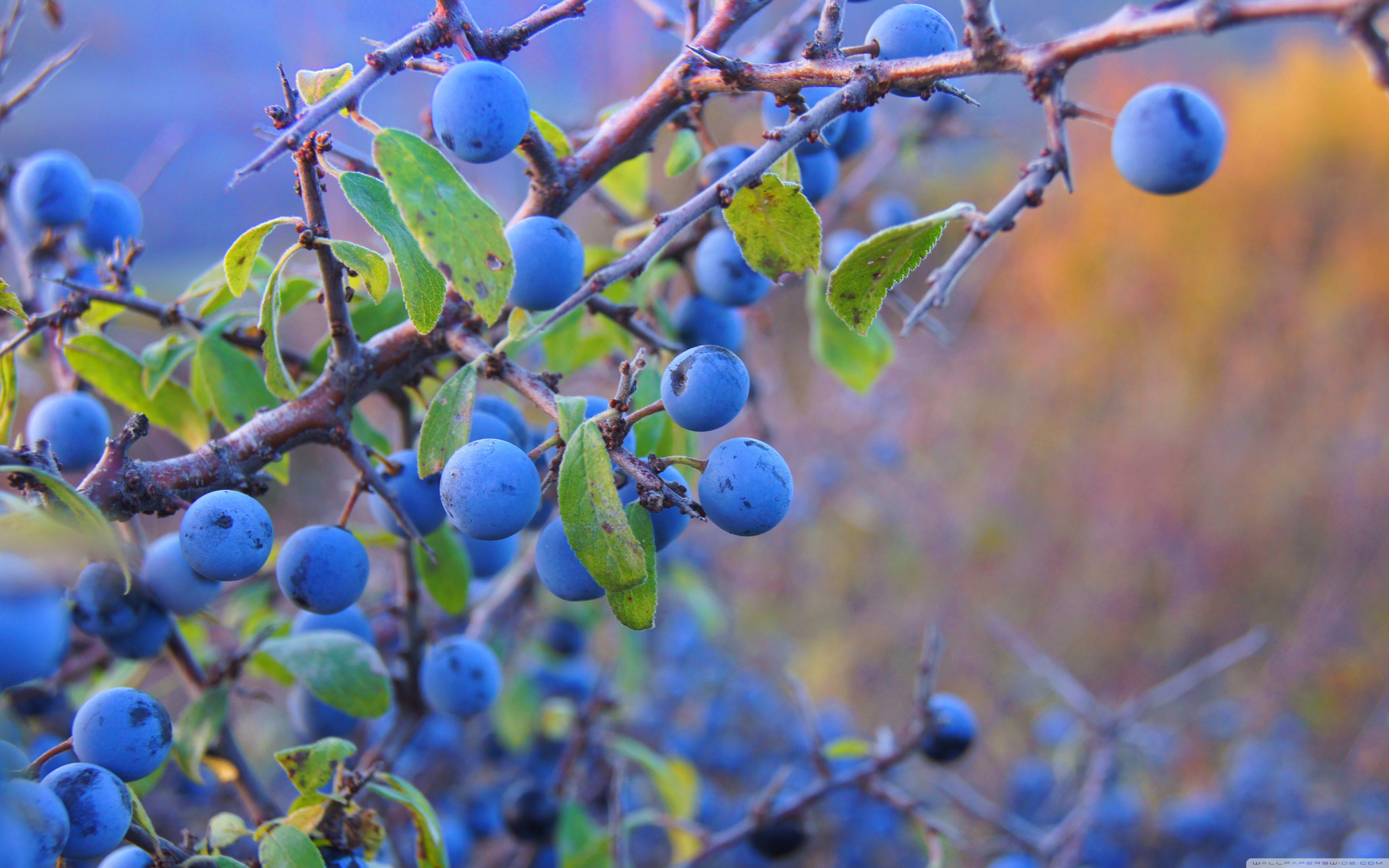 naturfoto tapete,prunus spinosa,pflanze,obst,blau,baum
