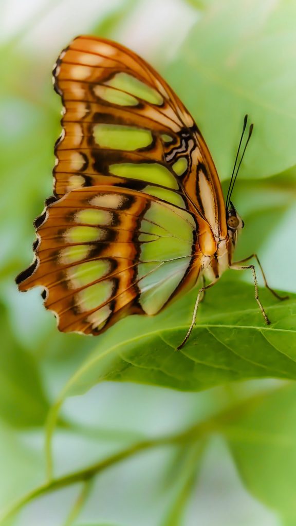 naturfoto tapete,motten und schmetterlinge,schmetterling,insekt,wirbellos,vizekönig schmetterling