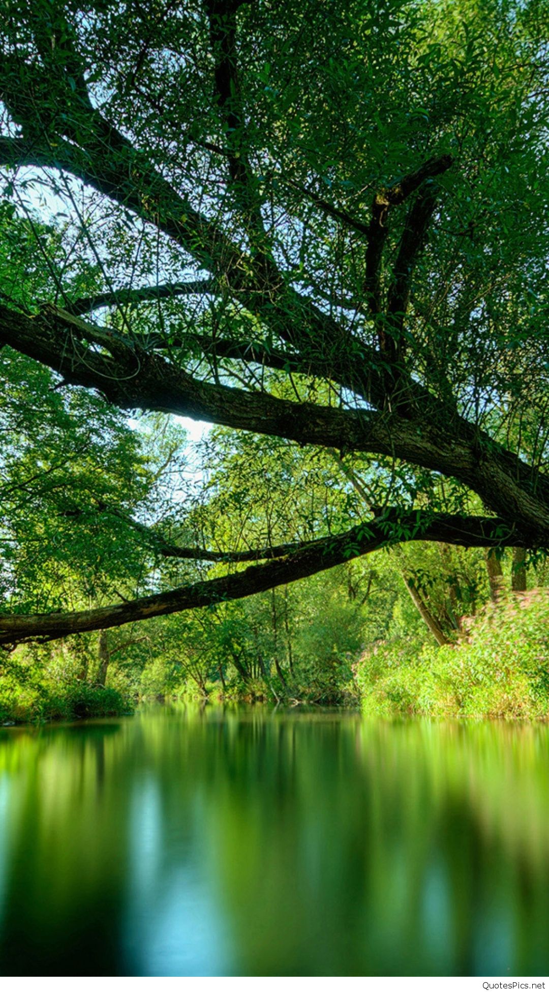 carta da parati fotografica natura,paesaggio naturale,natura,albero,verde,riflessione