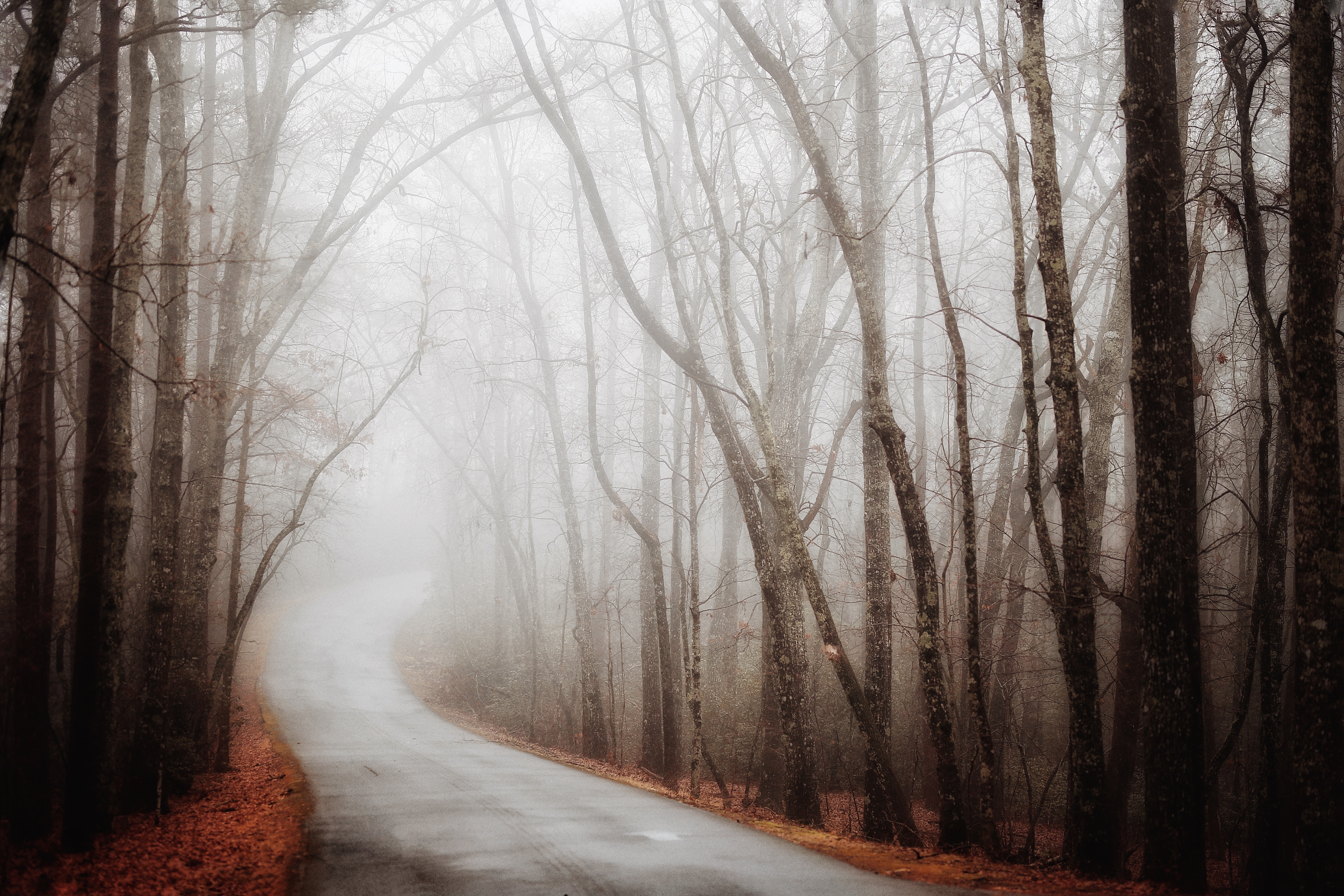 naturfoto tapete,natürliche landschaft,natur,baum,nebel,wald