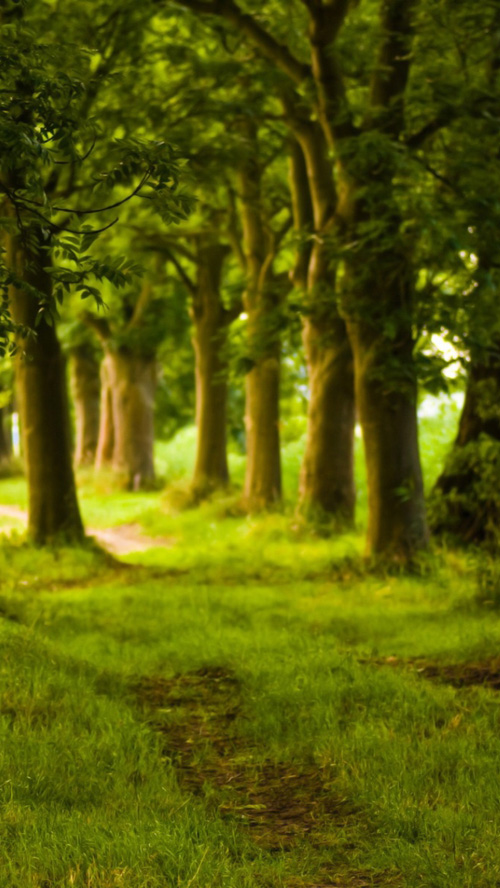 carta da parati fotografica natura,paesaggio naturale,natura,albero,bosco,verde