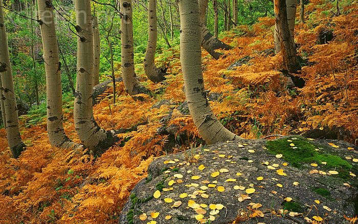 自然画像壁紙,自然の風景,木,森林,北方広葉樹林,森林