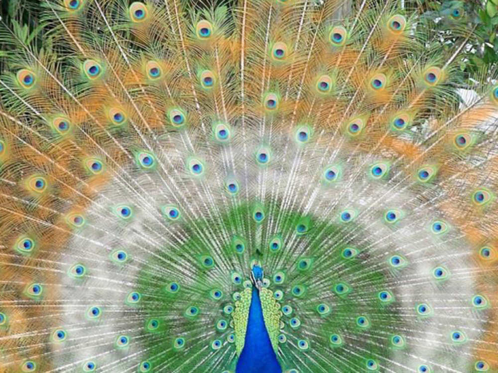 hermosas fotos de fondo de pantalla,pavo real,pluma,pájaro,phasianidae,fauna silvestre