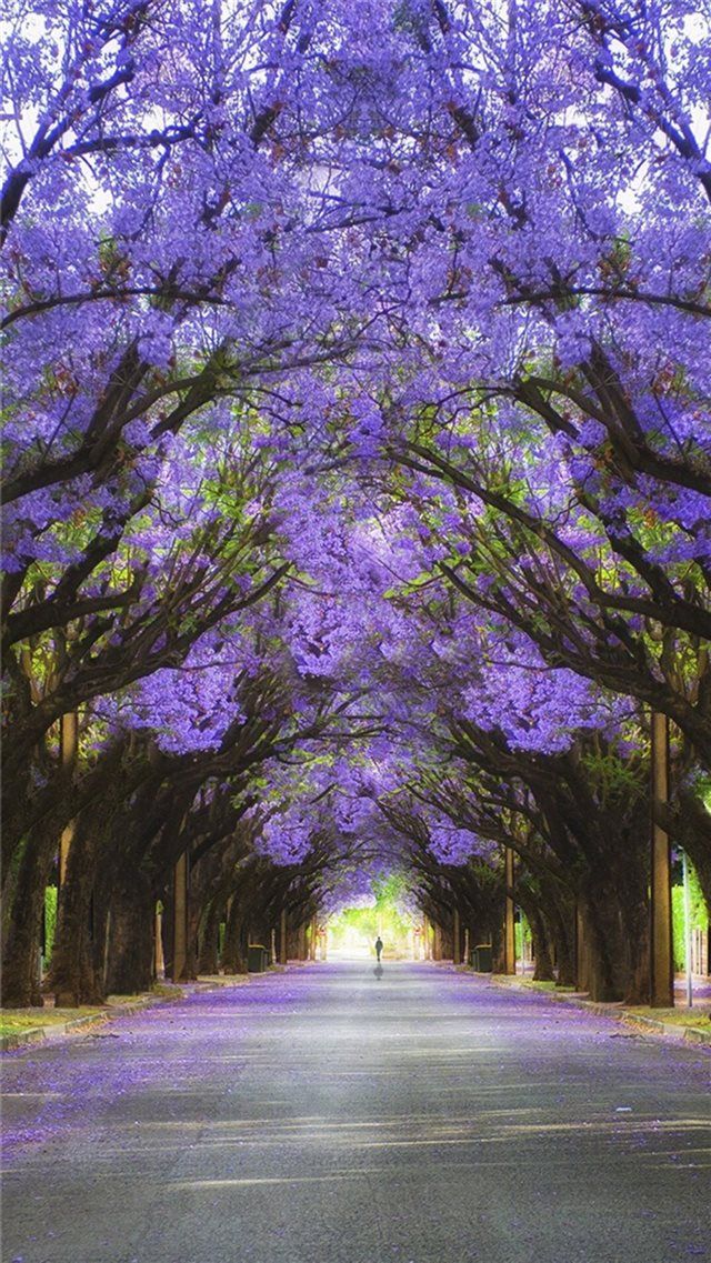 fond d'écran photo nature,arbre,la nature,violet,violet,lumière